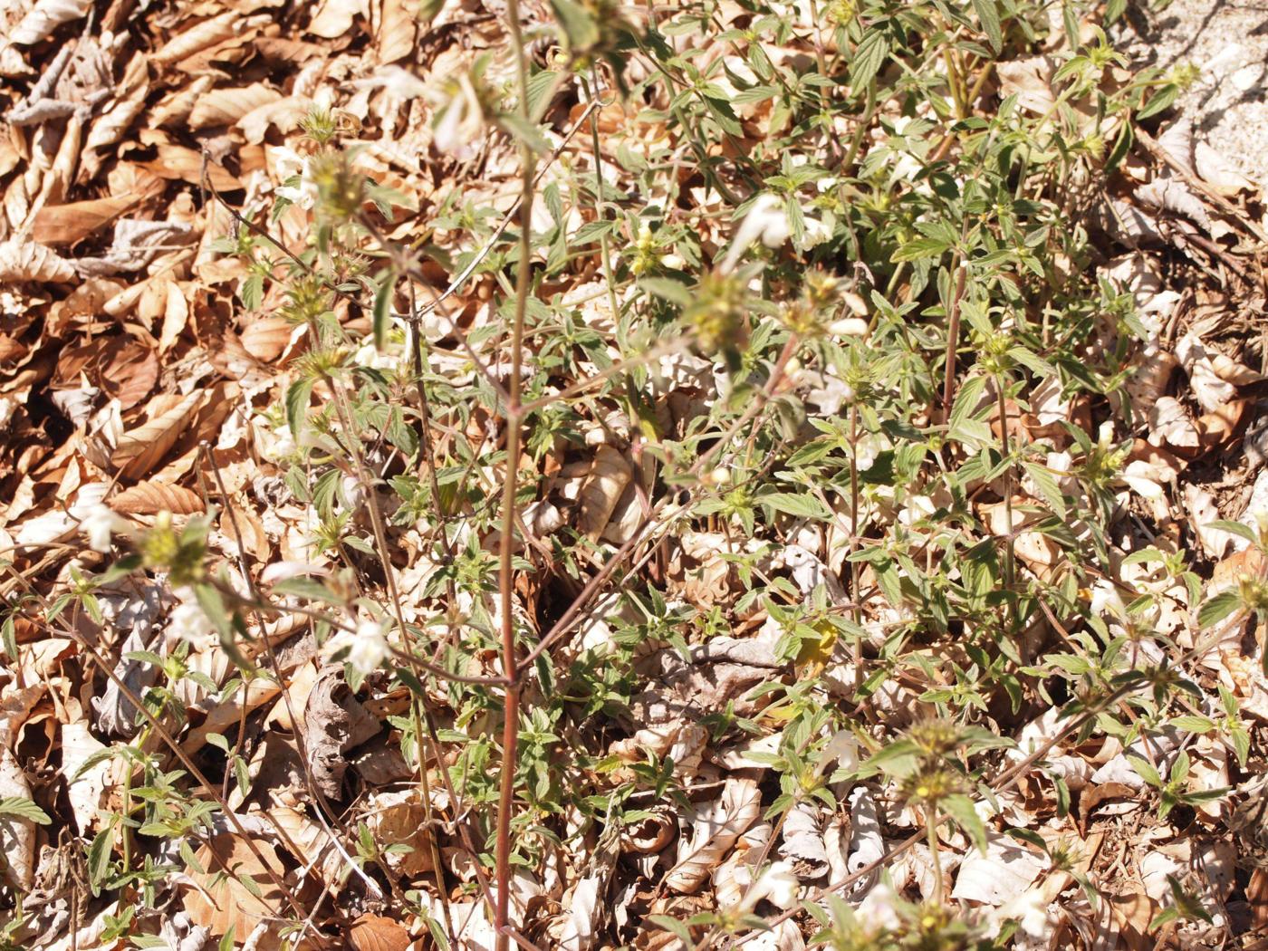 Hemp-Nettle, [Cévenol] plant